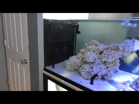270 gallon rimless reef peninsula & fish room