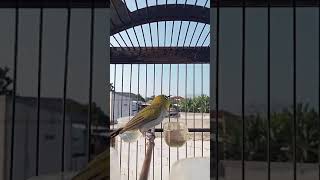 Download lagu Pleci Buxto Gunung salak ngalas nembak isian mp3