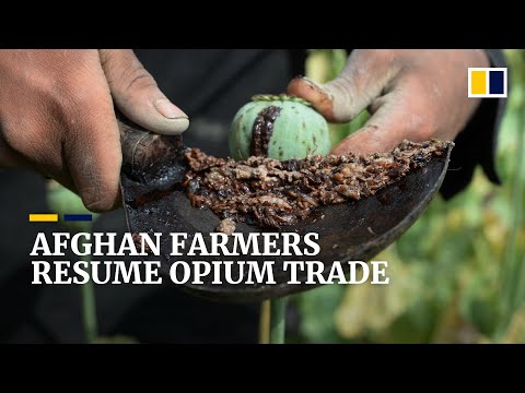 Opium trade blooms in Afghanistan as country’s economy wilts after Taliban takeover