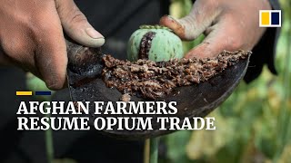 Opium trade blooms in Afghanistan as country’s economy wilts after Taliban takeover