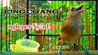 Download lagu Cingcoang-peLanduk semak gacor ngleper bikin pacingan dan masteran bagus. mp3 Download lagu Cingcoang-peLanduk semak gacor ngleper bikin pacingan dan masteran bagus. mp3