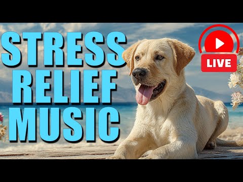 🔴 Music To Relax Your Dog - Endless Relaxation Playlist