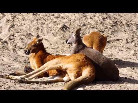FULL HD Kangaroo, kangaroo red,Macropus rufus Video