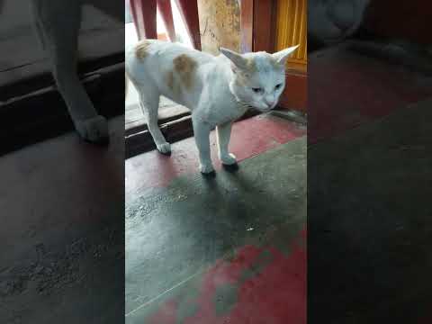 kolaikara pavi cat comedy 🙀#YouTube shorts#shorts video 😾