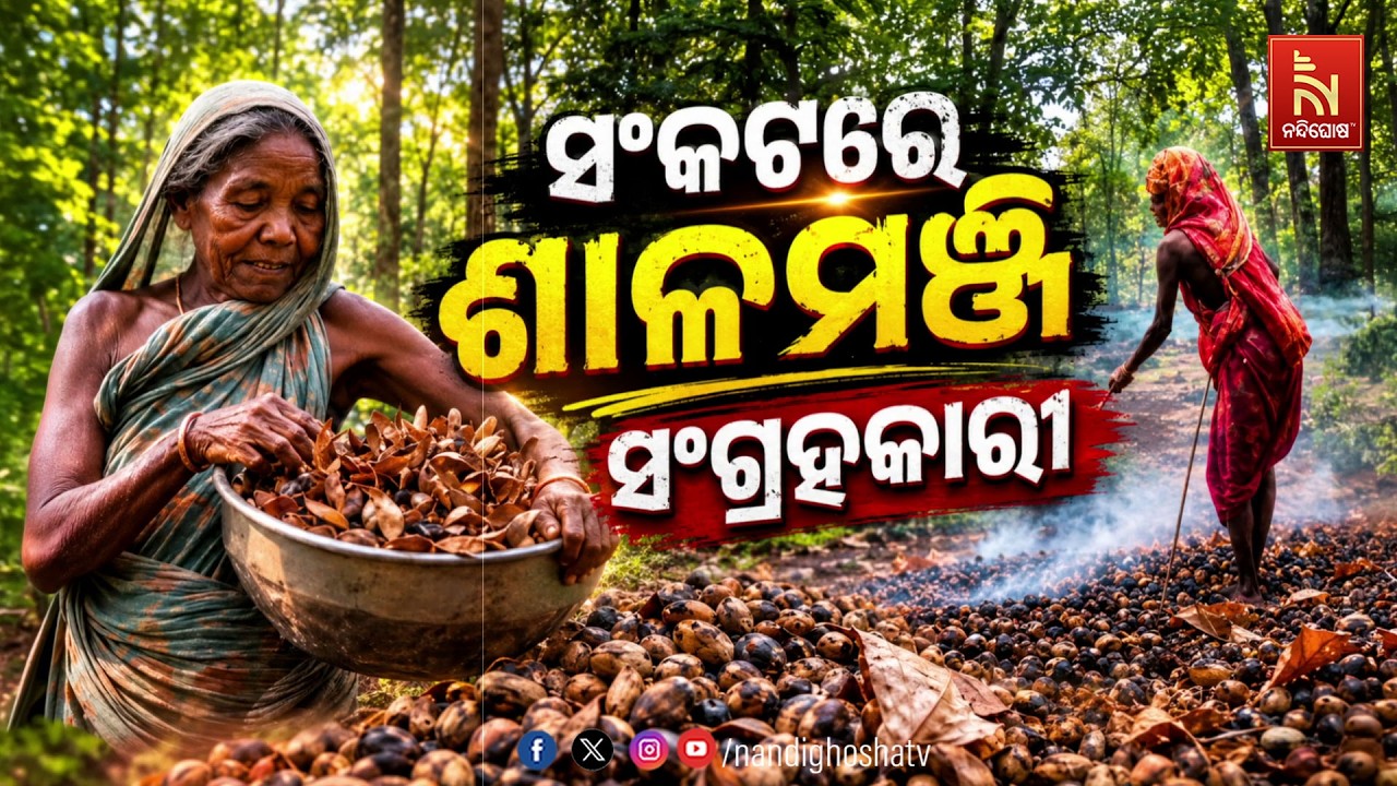 🔴Live | ସଂକଟରେ ଶାଳଫୁଲ ସଂଗ୍ରହକାରୀ