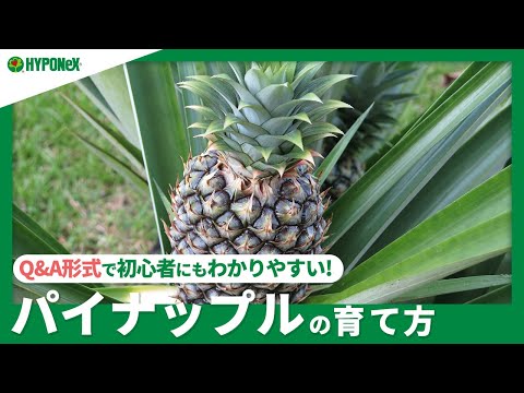 パイナップルチェリー 植物