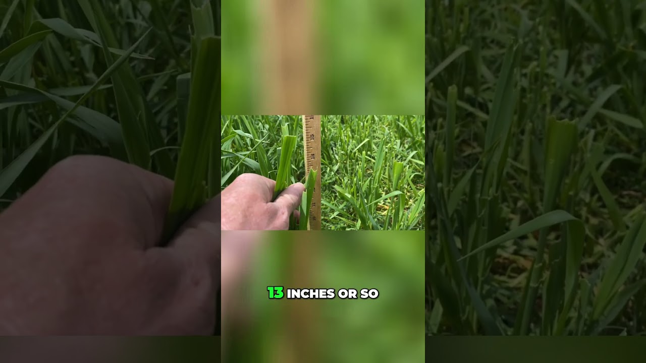 Rotational Grazing: Maximizing Pasture with Oats & Ryegrass