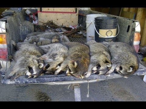 YouTube video about: How to trap raccoons when you have cats?