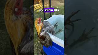 Download lagu Video Ayam Lucu #funnyshorts #voiceover #shortsvideo mp3