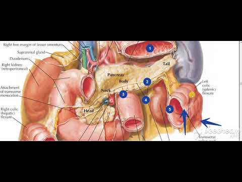 Pancreas body relations 3
