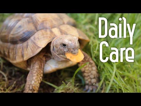 Tortoise Daily Care Routine