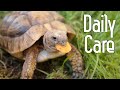 Tortoise Daily Care Routine
