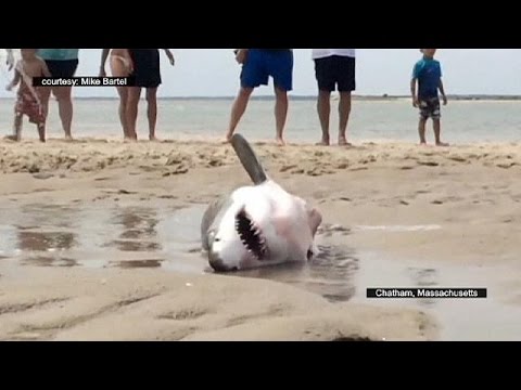 Usa, squalo bianco salvato dai bagnanti