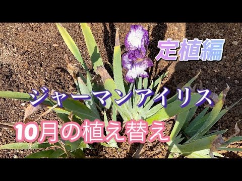 園芸 根茎アイリス、ガーデンアイリス、ヒゲアイリス