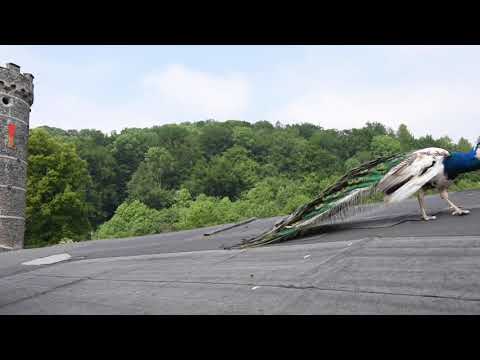 Zastřešíme Horní Hrad