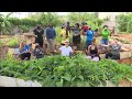 Nonprofit Turns Food Deserts Into Beautiful Fruit And Vegetable Gardens