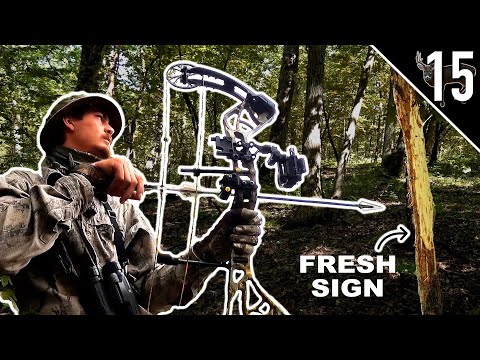 Hunting Bucks in October!! (Where should YOU start?)
