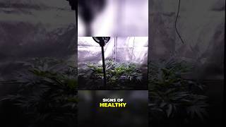 FLOWER FLIP  Organic Grow, Trellis Net & Canopy Maintenance!  #organicgardening