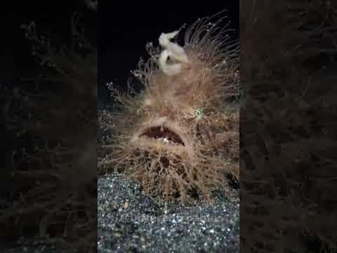 Animal transformation #219 /#animals #different_pablo #shorts #viralvideo #shortvideo #trollface