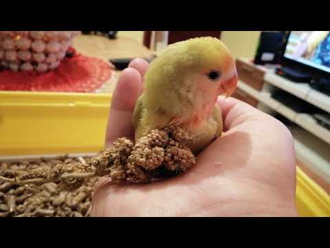 How to feed Lovebirds | Choosing the right food