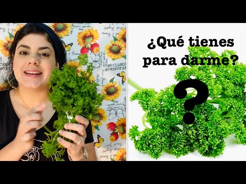 El PEREJIL y sus Beneficios