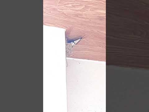 #82. #작년에 여기서 태어난 아기 #제비가 돌아온 걸까요? 매년 봄이되면 이집으로 제비 한 쌍이 옵니다~