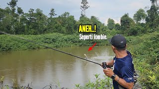 Download lagu GABUS BESAR DI AWAL TAHUN 2026 || TRIP CASTING SAAT CUACA AWAL MUSIM HUJAN YANG SANGAT MENANTANG mp3