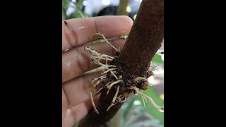 Download lagu Pohon kelengkeng bisa dicangkok, begini caranya #cangkok #berkebun mp3