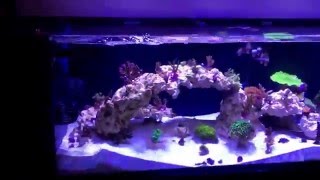 6 foot shallow reef update - all moved in!