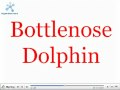 Teach Baby Sea Creatures In English I