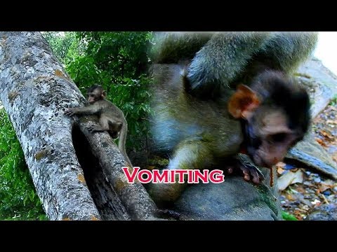Severe Head Trauma - Poor baby Lola falling down high tree - Lola severe vomiting