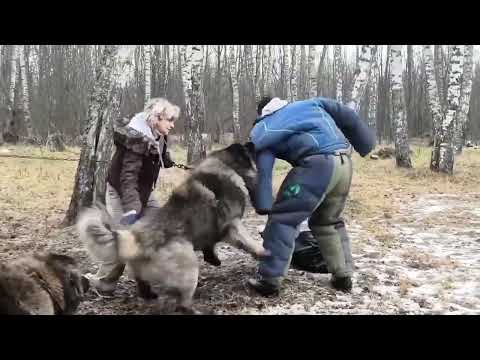 ISHTER IZ STAI VOLKOV - video 2