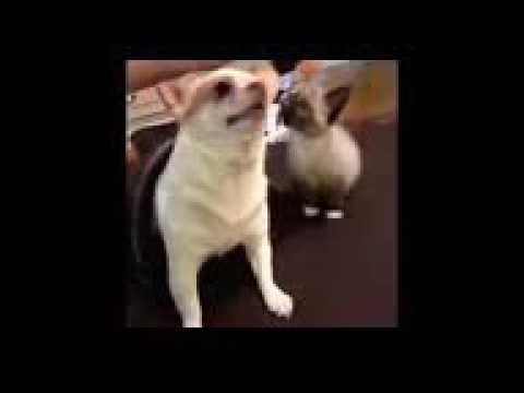 Los mejores videos de risas de gatos