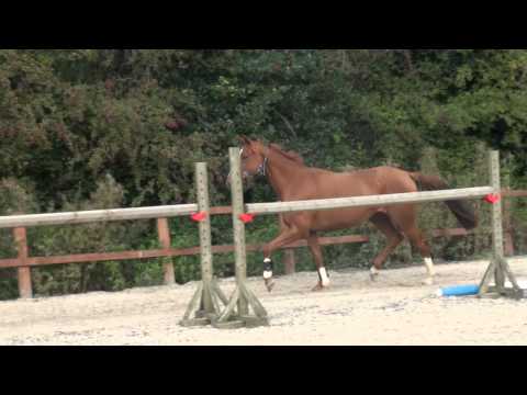 For Sale - 2011 Mare Bugatti VDL x No Limit