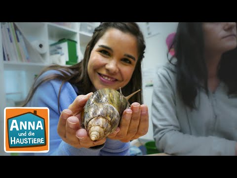 Achatschnecke | Information für Kinder | Anna und die Haustiere