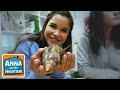 Achatschnecke Information Für Kinder Anna Und Die Haustiere
