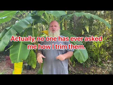 Pruning banana trees