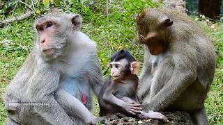 Tarzana Cute Sleeping Very Peaceful With Good Mommy, Daily Monkeys Man#1095