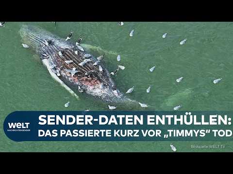 Video Thumbnail: TOD VON "TIMMY": Backhaus packt aus! Tracker-Daten ausgewertet | Die Wahrheit über den Buckelwal?