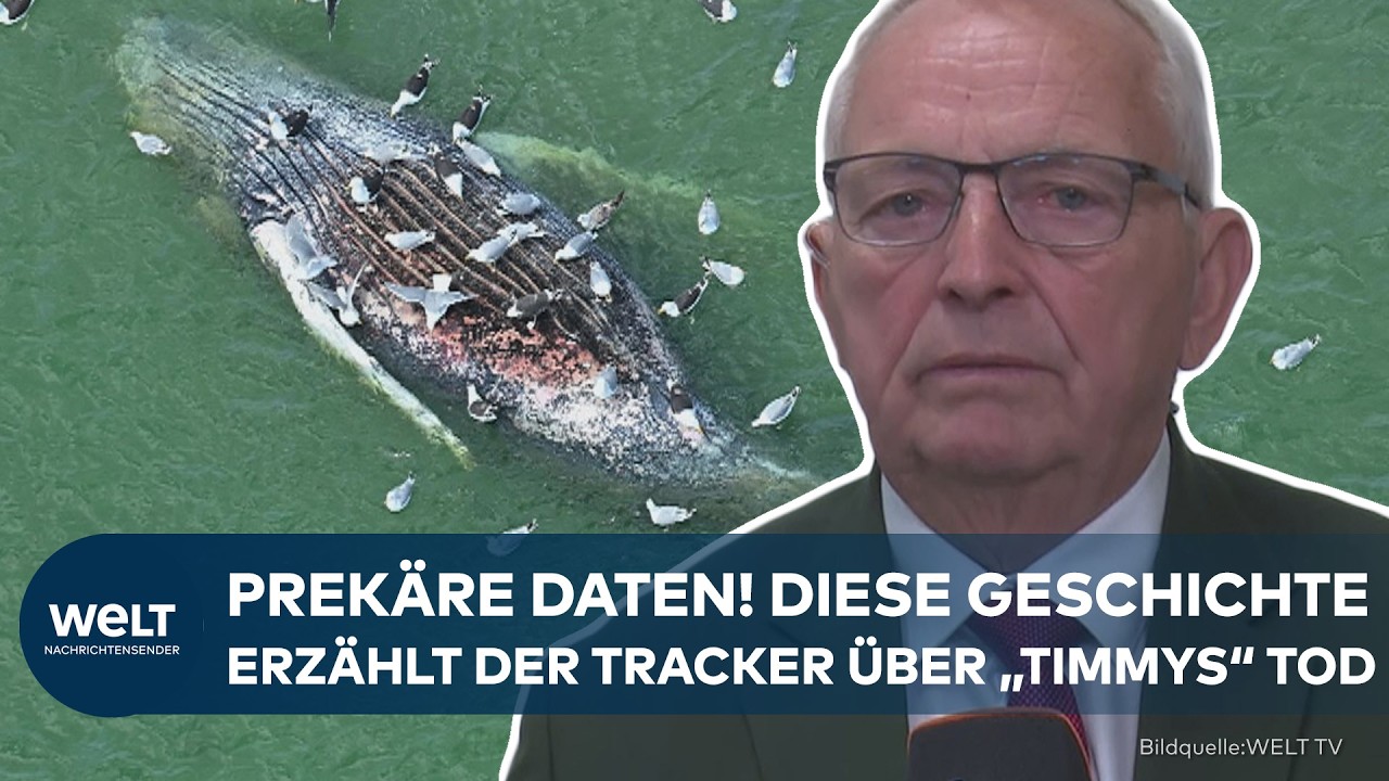 TOD VON "TIMMY": Backhaus packt aus! Tracker-Daten ausgewertet | Die Wahrheit über den Buckelwal?
