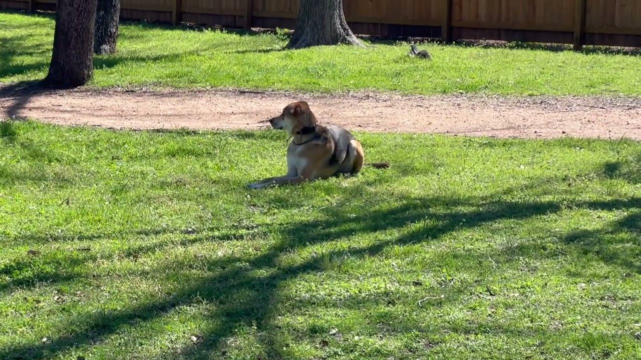 Dog demonstrating off-leash reliability with Hill Country K9