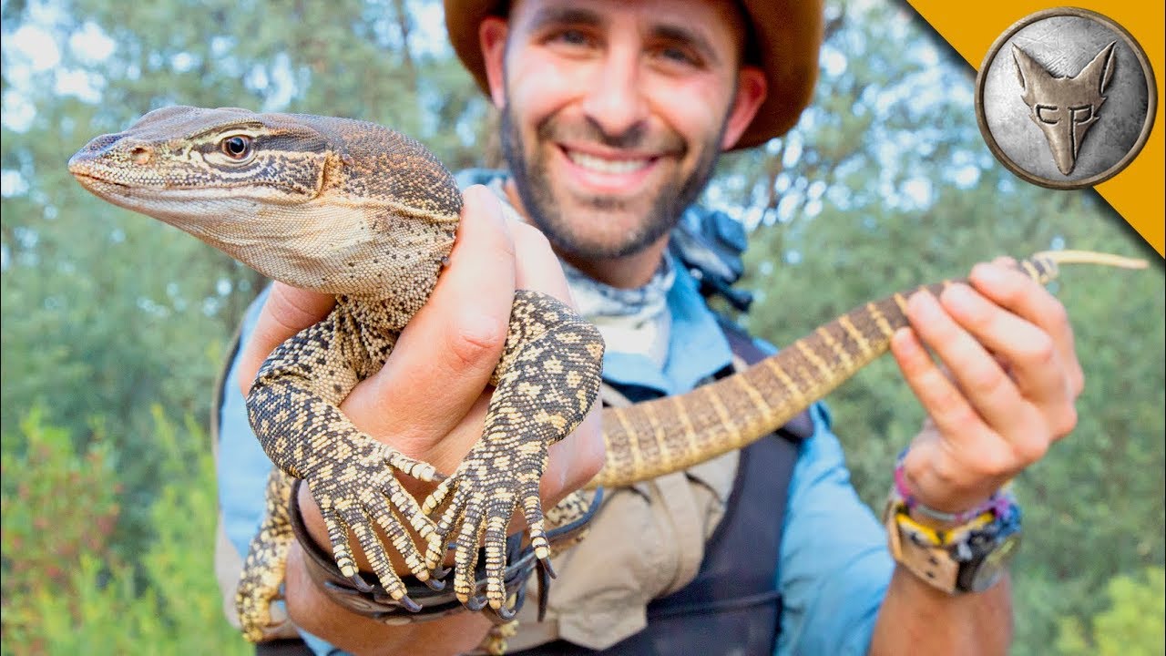 You'll NEVER guess how I caught this lizard!