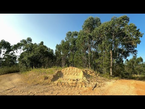 Eukalyptus Bäume in Portugal: Die grüne Plastik-Alternative oder brandgefährlich?