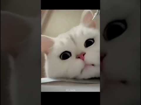 Tag Someone 🤭🙈#shortshorts #funnyshorts #cat #cats #catvideos #youtubeshorts #tag #couplegoal