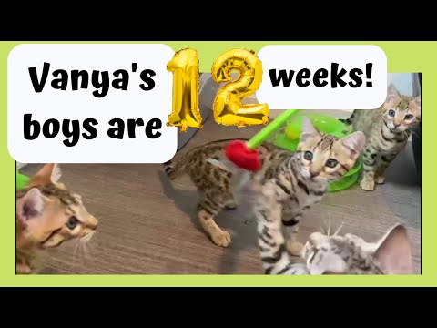 Vanya's Boys! 12 Weeks Old and Leaving Us Soon! | Bengal Kittens Playing with the Mylar Teaser Toy