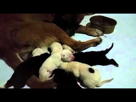 New born pets , a dog nurse pets