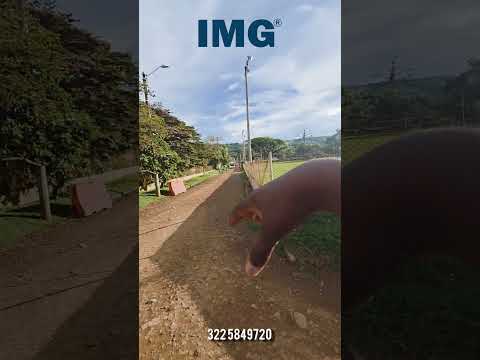 LOTE EN  LA CUMBRE VALLE  4.500 m2 $79 millones