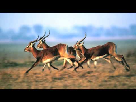 Phish - Run Like an Antelope - Jam Track - E Minor Pentatonic