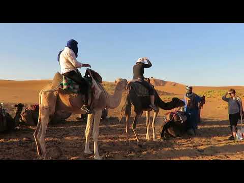 Camel Getting Up, Morocco
