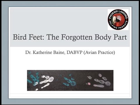 Bird Feet, the Forgotten Body Part with Katherine Baine, DVM, DABVP (Avian)